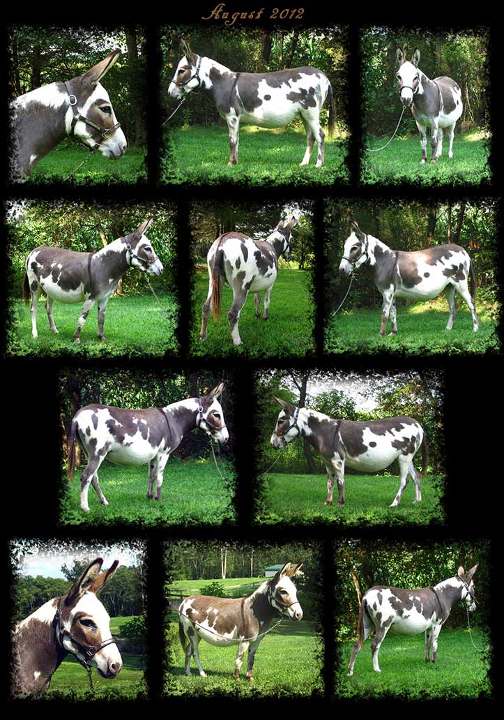 Critter Haven Farm Miniature Donkeys